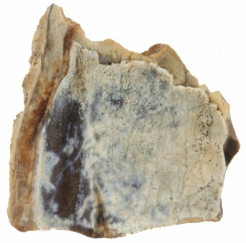 Partial Triceratops Shed Tooth - Montana #41308